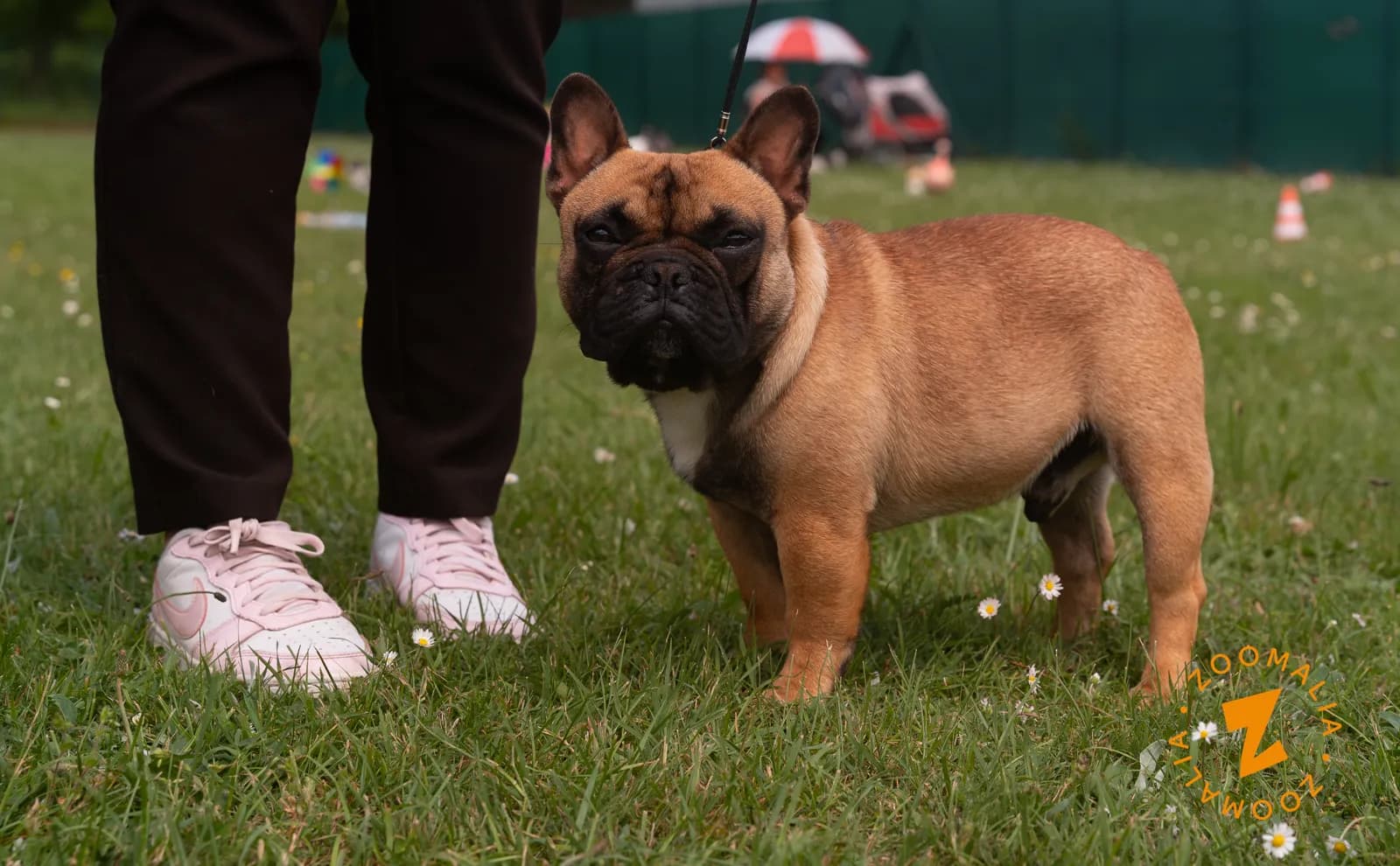 Arlo — photo 1