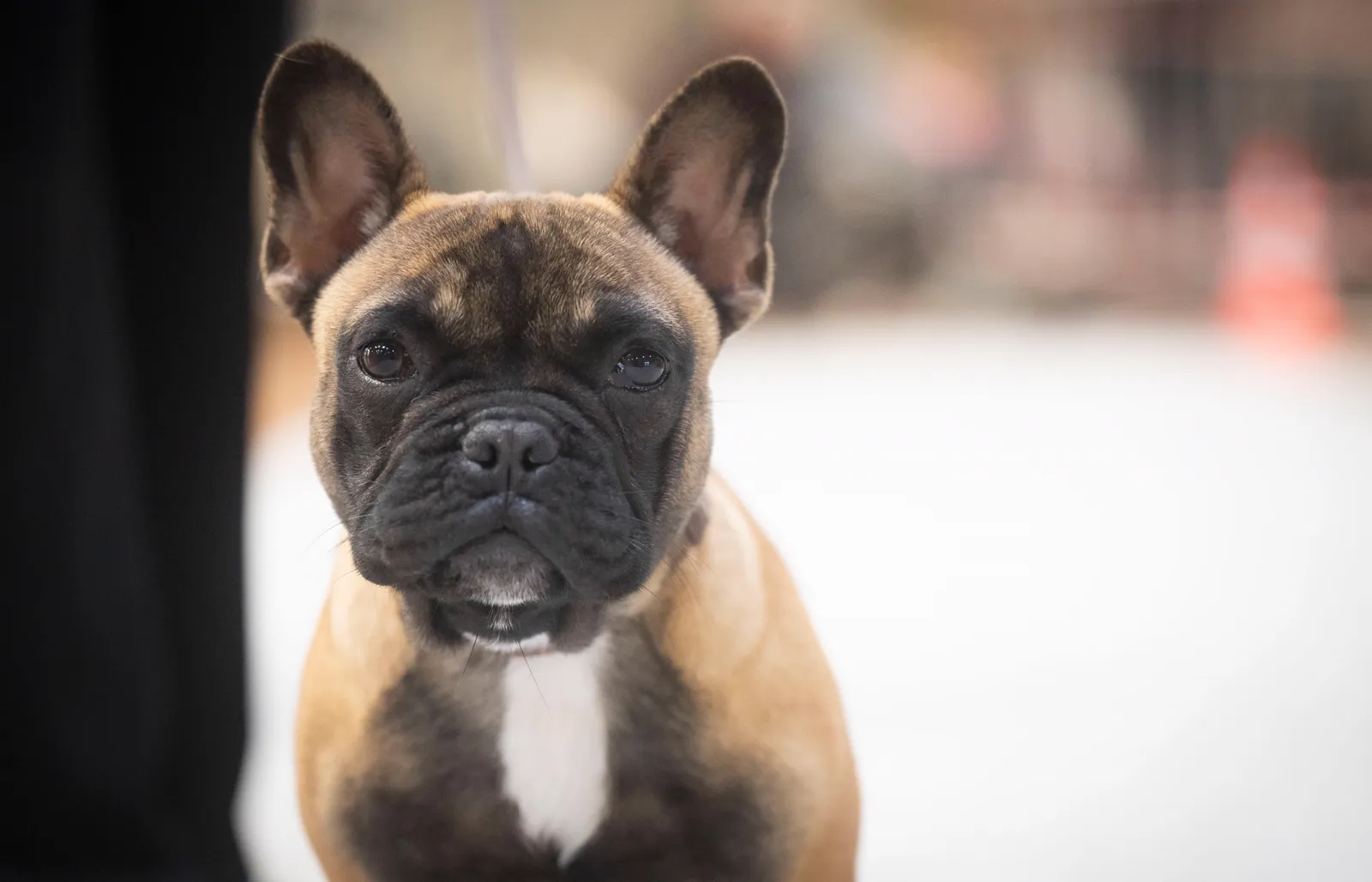 Arlo — photo 2