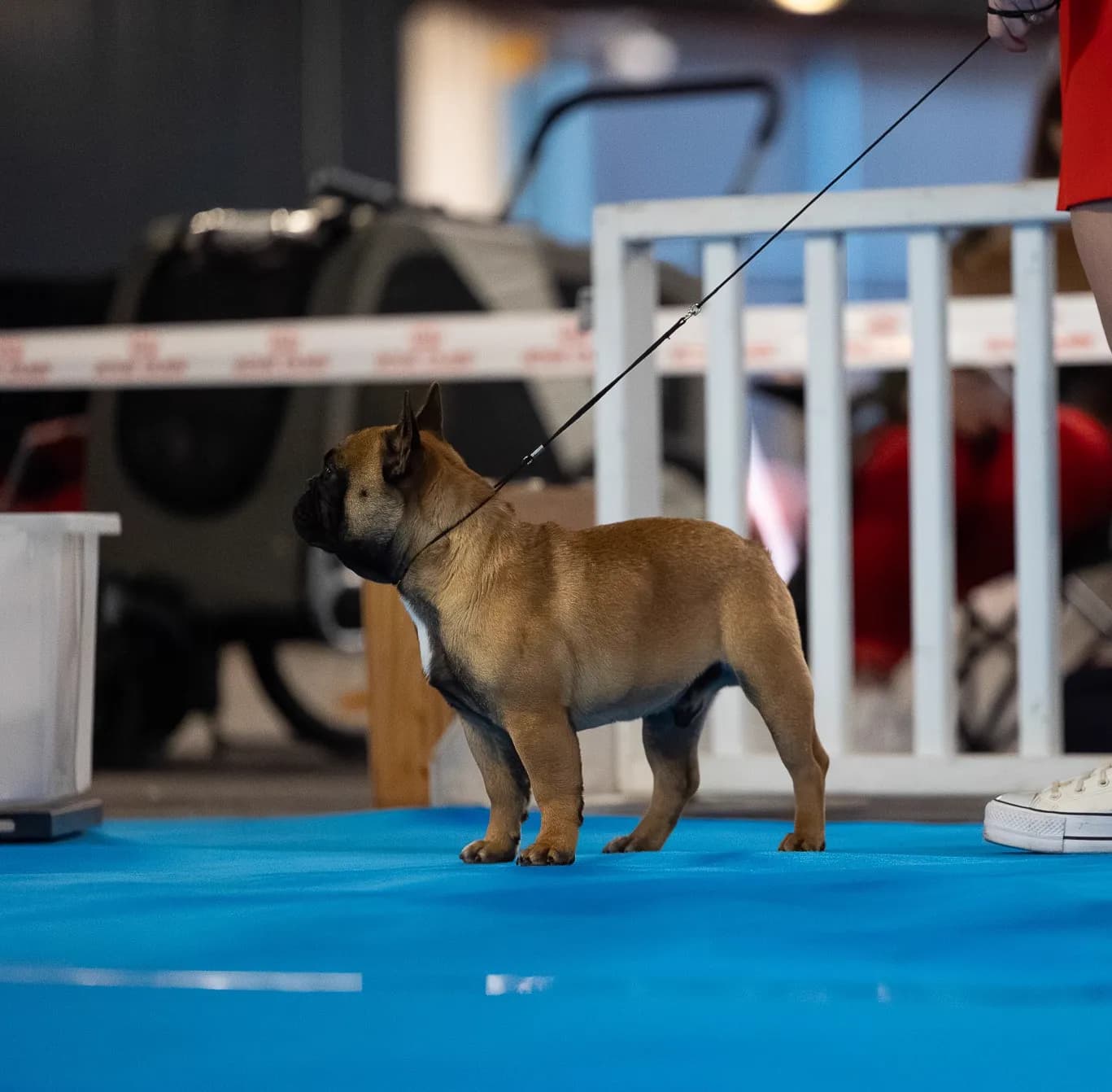 Arlo — photo 4